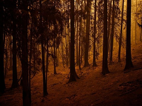 Burnt trees during a wildfire in Celista, British Columbia, Canada, on Saturday, Aug. 19, 2023.