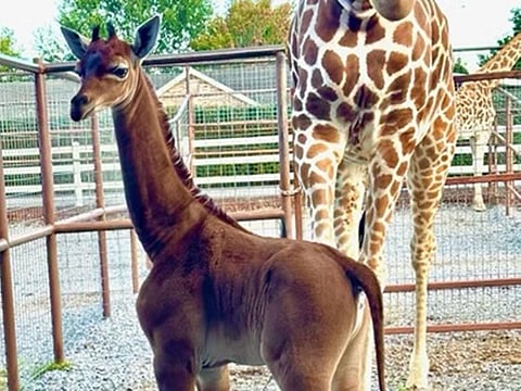An extremely rare spotless giraffe was born at Brights Zoo in Limestone