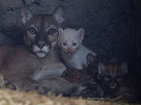 A month-old albino puma cub, born in captivity, is seen along with its mother and other cubs at their enclosure at Thomas Belt zoo, in Juigalpa, Nicaragua.