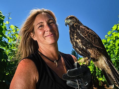 Alina Blankenship's clients include airfields, stadiums, wharves, cities, golf courses and dams where opportunistic birds catch fish.