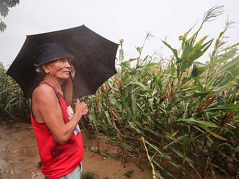 A man braves heavy showers and winds while inspecting his corn farm as Typhoon Saola brushes past Ilagan City, Isabela Province.