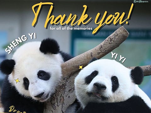 The female pandas are the offspring of Xing Xing and Liang Liang, animals China loaned to Malaysia in 2014 for a decade to celebrate 40 years of diplomatic relations.