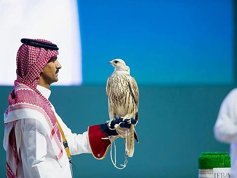 A falcon is displayed at the IFBA auction in Riyadh.