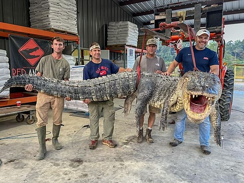 Mississippi hunters reeled in an 800-pound alligator early Saturday.