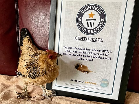 Peanut with the Guinness World Records certificate verifying that she is the world's oldest living chicken.