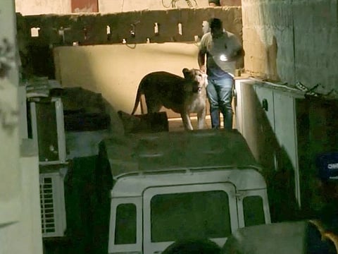 A lion that escaped from a private vehicle amidst heavy traffic is captured in this video screengrab, in Karachi, Pakistan, on August 29, 2023.