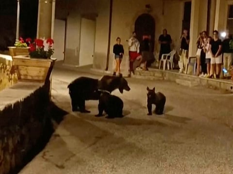 A frame grab from a footage showing a she-bear strolling with her cubs in San Sebastiano Dei Marsi, Italy, Saturday, Aug. 26, 2023.