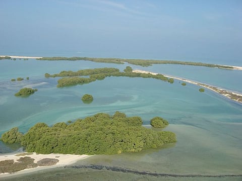 Thanks to mangrove rehabilitation projects, Abu Dhabi has witnessed an increase in the size of its mangrove areas.