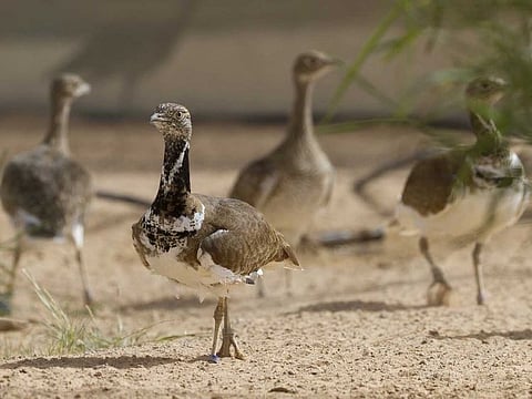 The houbara robot will assist in gathering information of wild houbara species in their natural environment.