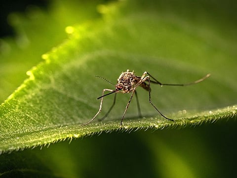 UAE: Sharjah issues mosquito safety guide