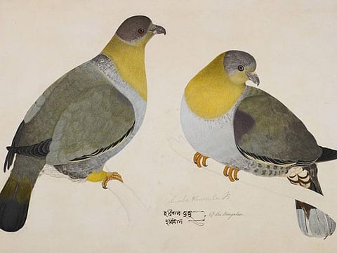 Yellow Footed Green Pigeon by Haludar