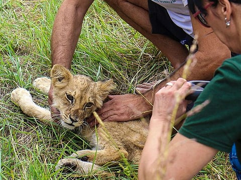 A months-old lion cub is held after it was found wandering on a local road, near Subotica, Serbia.
