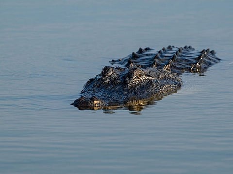 Alligators are common in the southeast United States, especially in Florida. (For illustrative purposes only.)