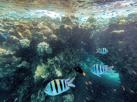Fish swim by the coral reef in the waters of the Red Sea near the southern Israeli city of Eilat on September 14, 2023.