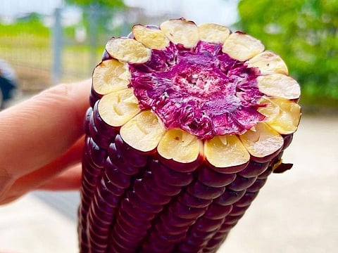 The deep red color, which is only on the surface of the kernels, comes from anthocyanin, a pigment that produces blues and reds in plants.