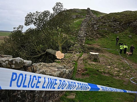 The felled Sycamore Gap tree, is pictured behind a police cordon, along Hadrian's Wall, near Hexham, northern England on September 28, 2023.
