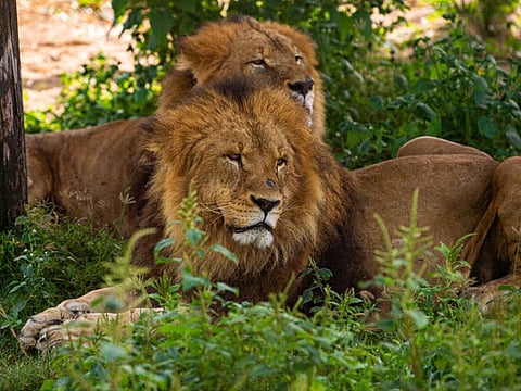 One of the most popular recreational and tourist destinations in the emirate, Dubai Safari Park will open its doors for the 2023-2024 season on October 5.