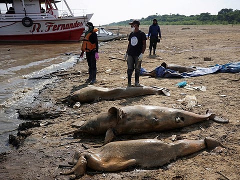 Researchers from the Mamiraua Institute for Sustainable Development retrieve dead dolphins from Lake Tef, which flows into the Solimoes river, that has been affected by the high temperatures and drought in Tef, Amazonas state, Brazil.