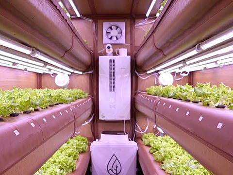 Still from video showing first harvest inside AirFarm