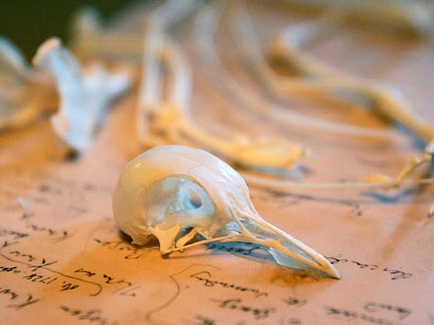 Pigeon bones are displayed in Charles Darwin's former home Down House, Kent, southern England.