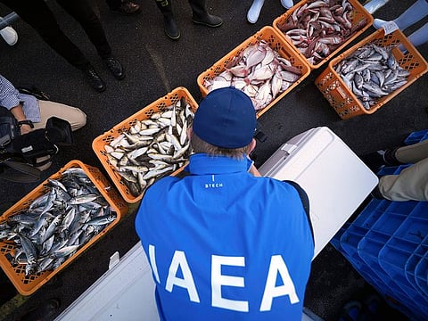 A member of the team of experts from the International Atomic Energy Agency (IAEA) observes the inshore fish as the sample at Hisanohama Port in Iwaki, northeastern Japan.