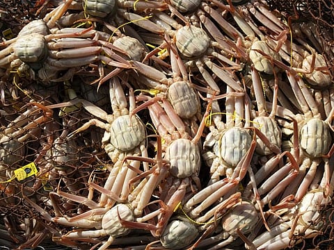 Alaska-crabs