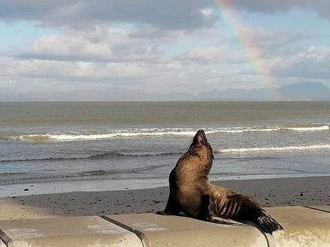 A photo of the seal, supplied by Helderberg Ocean Awareness Movement