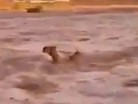 A captivating video making the rounds on social media platforms captures an extraordinary sight - camels, typically synonymous with desert terrains — trying to navigate the surging waters..