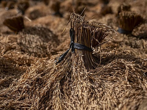 The stable supply of vegetables as harvest season comes likewise resulted in a slower inflation rate of the commodity.