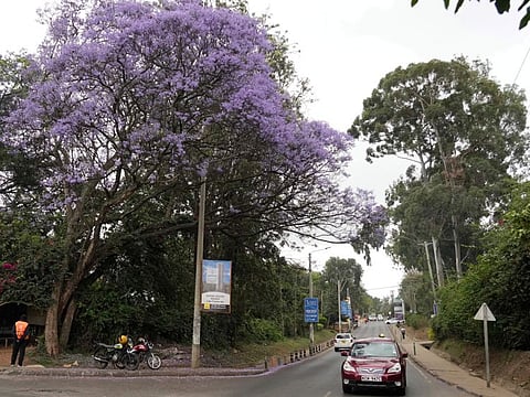A Jacaranda tree in bloom in Nairobi, Kenya, Thursday, Oct. 26, 2023. Every year in early October, clusters of purple haze dot Nairobi's tree line as the city's jacaranda trees come into bloom.