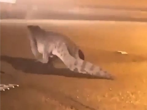 As the crocodile made its way to the other side of the road, some motorists were careful enough to avoid hitting it.