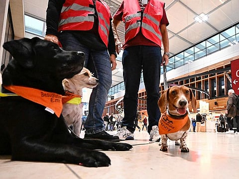 Comfort Dogs (from left) black Labrador Retriever Emi, Terrier Mix Pepper, and Dachshund Benny are pictured during their mission at the Berlin Brandenburg Airport BER in Schoenefeld, southeast of the German capital Berlin.