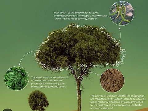 The tree-planting initiative, organised by the Tawazun Industrial Park (TIP) Corporate Social Responsibility Committee, forms part of a broader effort by TIP and Abu Dhabi City Municipality to promote sustainability and protect the environment.