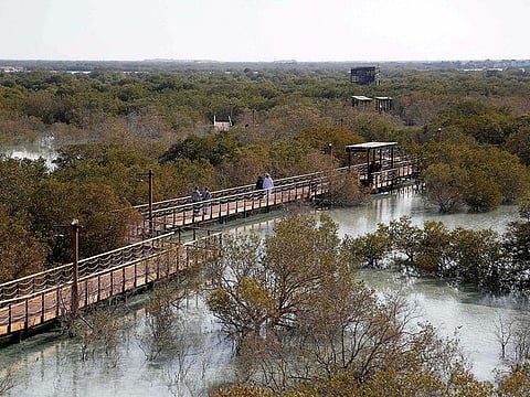A mangrove area in the UAE. The Environment Agency – Abu Dhabi’s (EAD) has announced the ban on single-use styrofoam from June 1, 2024. This move is expected to curb litter in the environment as styrofoam in particular breaks easily into microplastics that can enter the food chain and be harmful to human health and affect biodiversity.