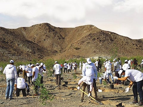 Entities in Abu Dhabi from public and private sectors are welcome to register their teams to join as volunteers in the afforestation drive.