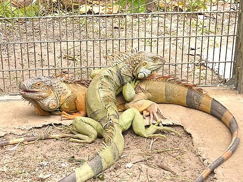 Captured iguanas at a wildlife sanctuary in Nakhon Nayok province.