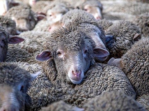 The smugglers have skillfully hidden drugs in the entrails and skin of live sheep. Illustrative image.