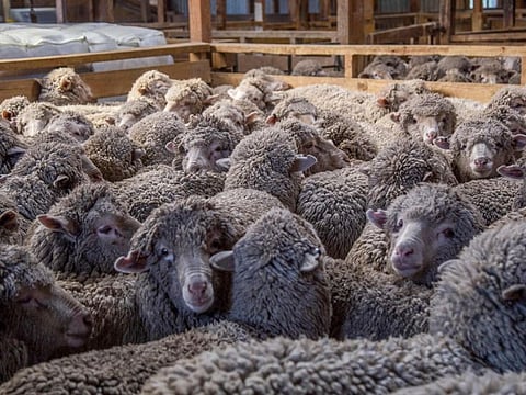 This picture taken on September 21, 2023 shows sheep waiting to be shorn at the 6,500-hectare Lake Hawea Station, located on the eastern shores of Lake Hawea, near the town of Wanaka on the South Island of New Zealand.