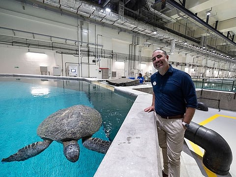 Jonathan Diaz, Zoological Senior Manager of Rescue, at the Yas Seaworld Research and Rescue center stands next to a tank which holds a female green sea turtle at the facility, currently undergoing treatment and rehabilitation for buoyancy issues.