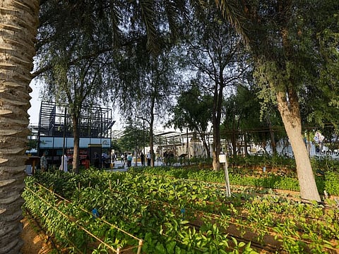 The Farm is located in Al Forsan Park at Expo City Dubai