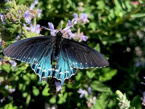 California Pipevine swallowtail