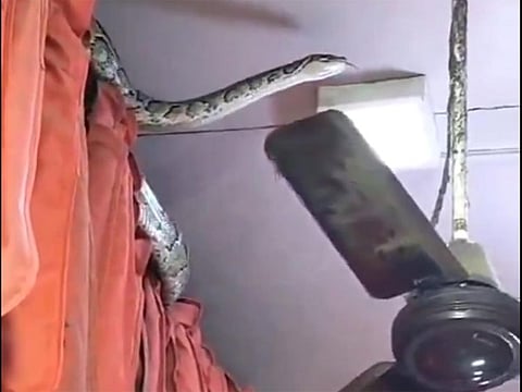 The Meerut Forest department rescued the python and safely released it back into its natural habitat.