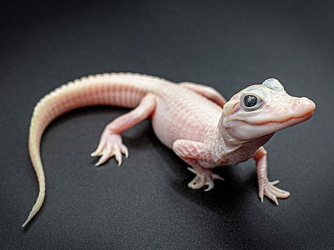 A white-skinned, leucistic alligator. There are only seven leucistic alligators in the world with three of them located at Gatorland Orlando, according to officials with the reptile park located in central Florida, who announced the birth.
