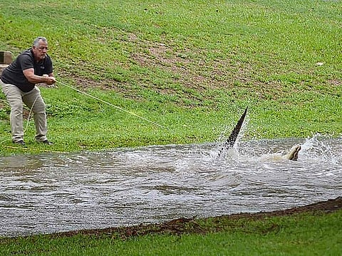 This handout taken and released on December 18, 2023 courtesy of Jonty Fratus shows a crocodile being wrangled from floodwaters in the Northern Queensland town of Ingham. Flash floods swamped northeastern Australia on December 18, with raging waters severing roads and flushing crocodiles into towns.