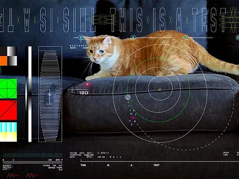 The 15-second meow-vie featuring an orange tabby named Taters is the first to be streamed from deep space.