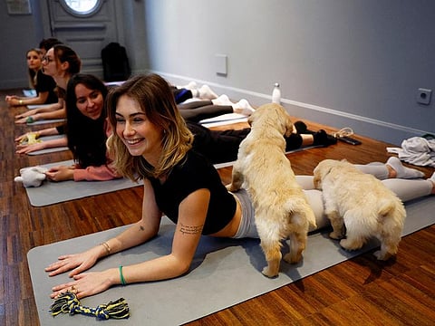 Participants perform a yoga exercise as Golden Retriever puppies play around them during a yoga class at a studio in Paris.