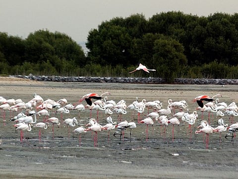 Ras Al Khor Wildlife Sanctuary was among the first to be designated as a protected area in 1998