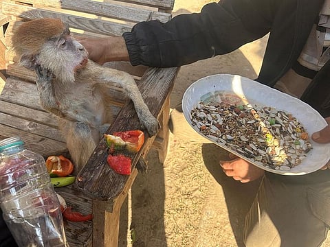 A Palestinian man feeds a monkey at a zoo, in Rafah.