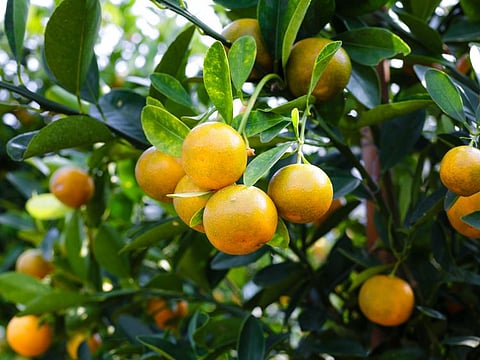 Orange is the only color having a fruit by its name