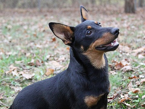 Lex, a Lancashire heeler, sits at attention in Morristown, New Jersey.